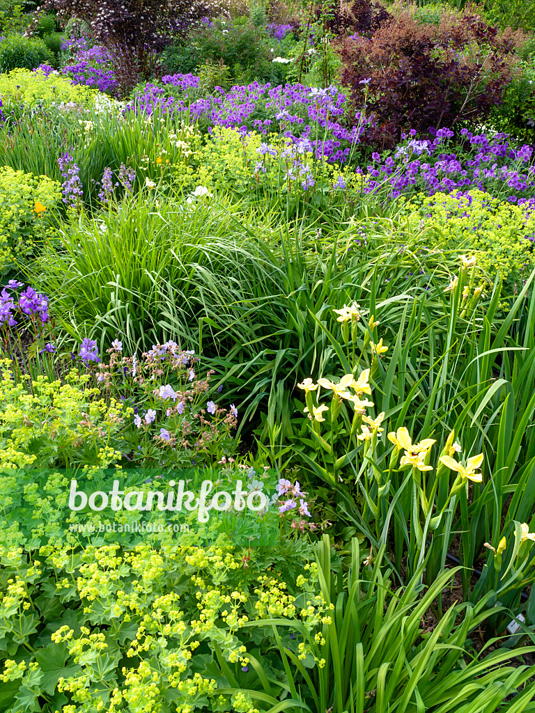 426076 - Iris des marais (Iris pseudacorus), alchémille (Alchemilla mollis) et géranium (Geranium x magnificum)