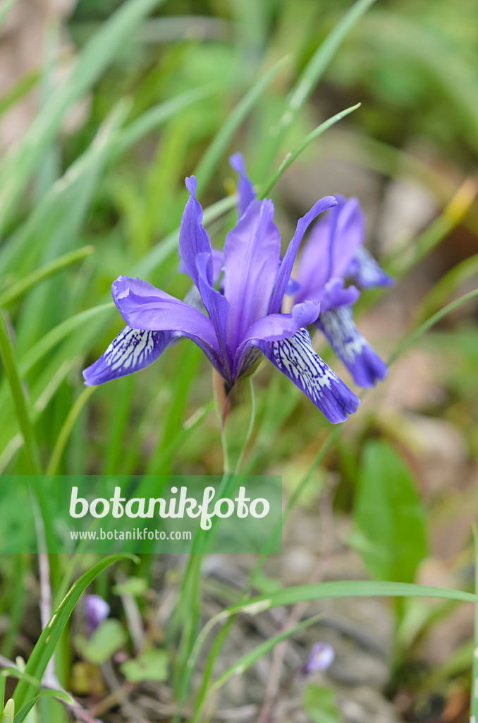 544030 - Iris nain (Iris ruthenica)