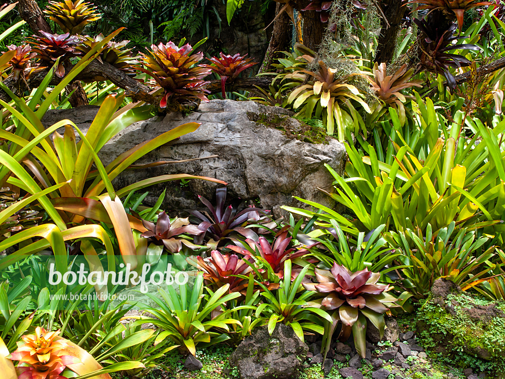 454150 - Jardin de bromélias, jardin national des orchidées, Singapour