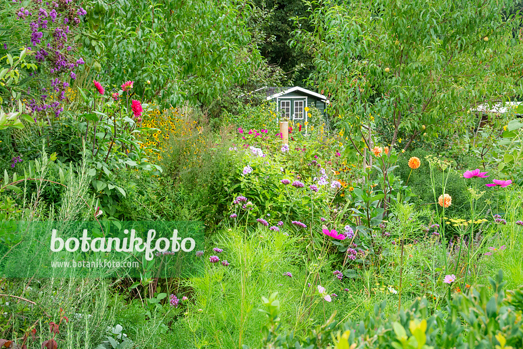 625014 - Jardin de plantes vivaces fleuries avec maison de jardin