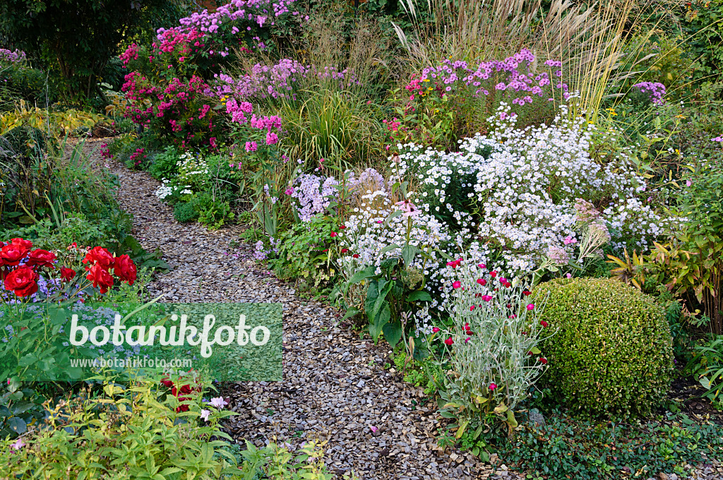 477026 - Jardin de vivaces d'automne avec asters (Aster)