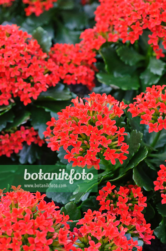 470120 - Kalanchoe blossfeldiana