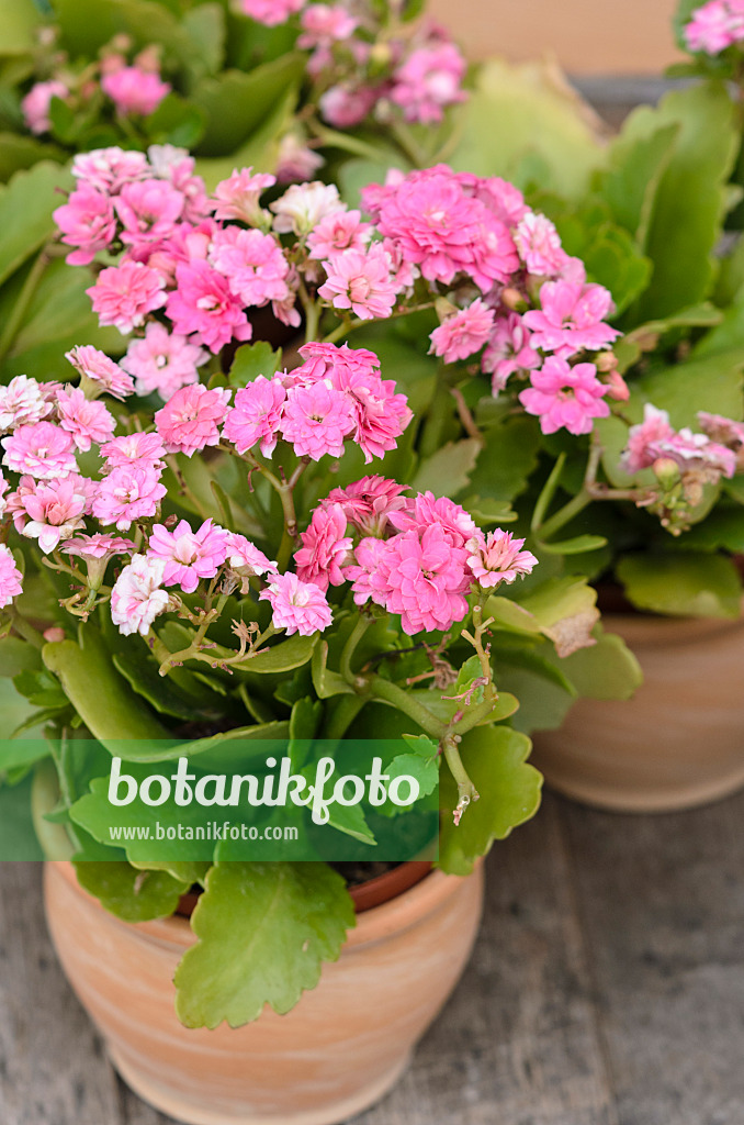 524072 - Kalanchoe blossfeldiana