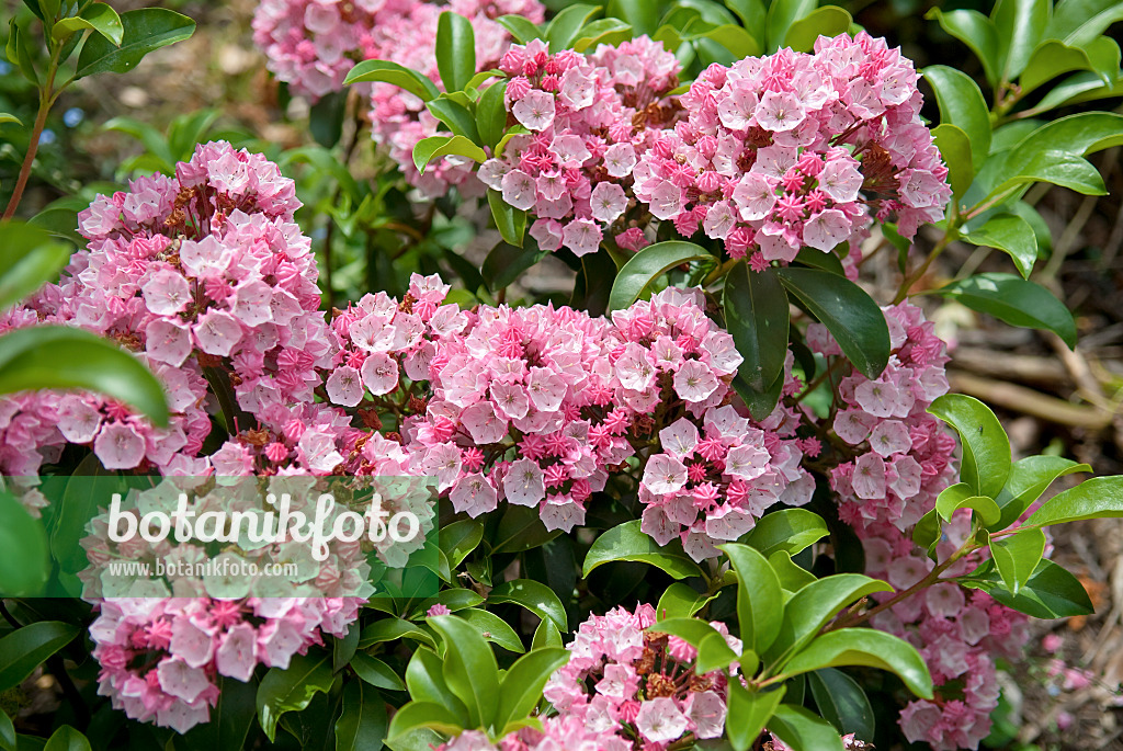 502229 - Kalmie à feuilles larges (Kalmia latifolia 'Carol')