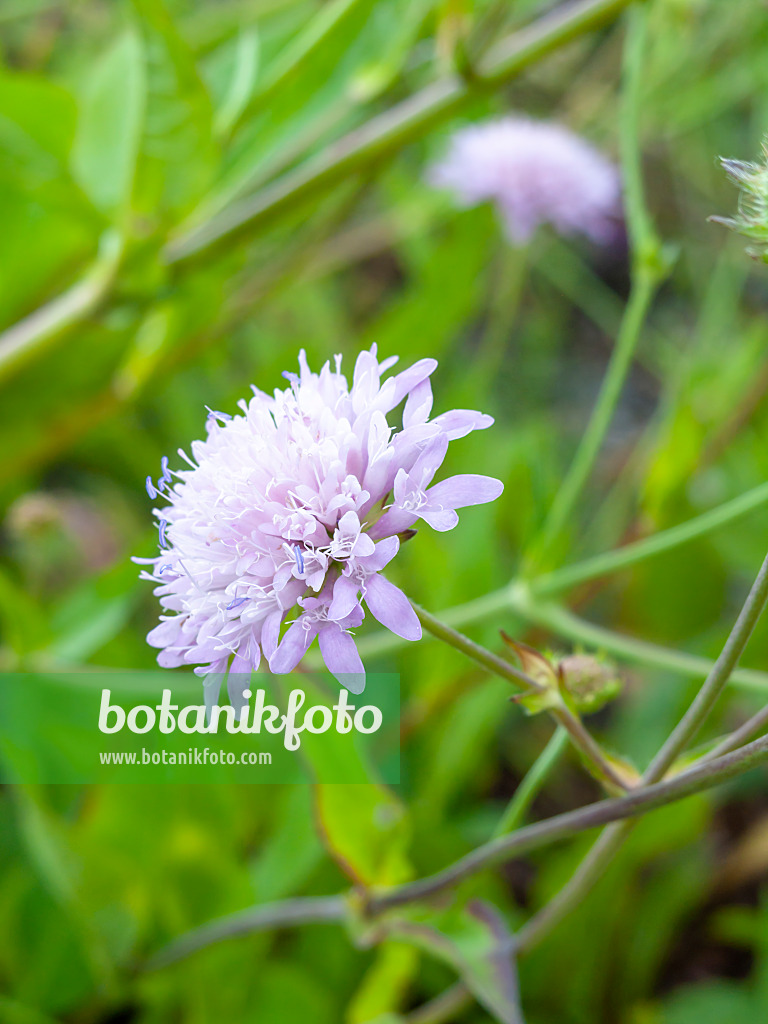 461175 - Knautie de Bosnie (Knautia sarajevensis)