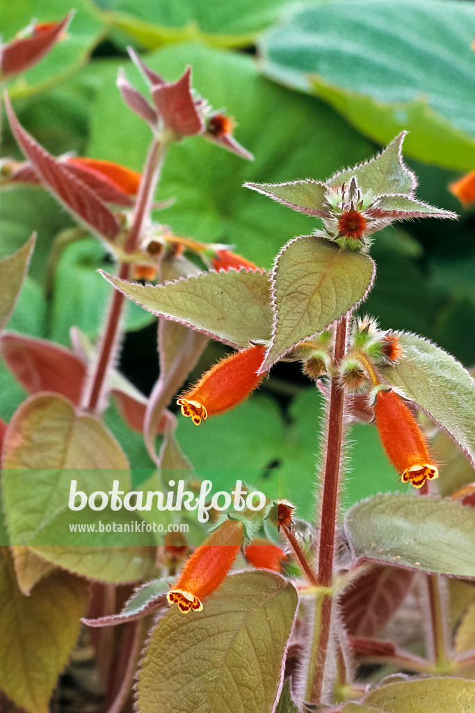 367088 - Kohleria ocellata