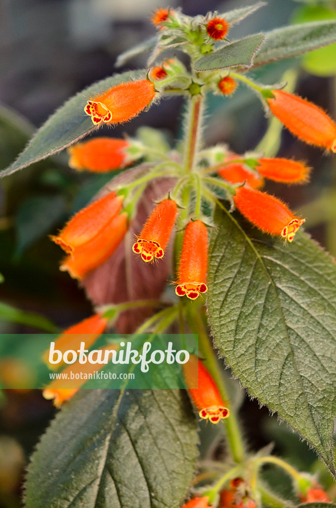 523068 - Kohleria ocellata