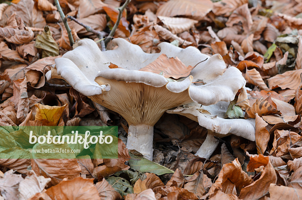 525454 - Lactaire velouté (Lactarius vellereus) entre des feuilles de hêtre