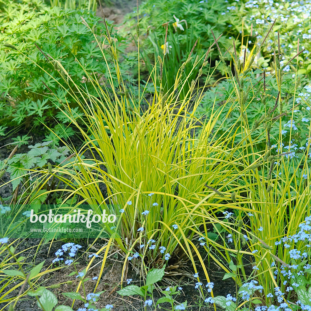 502130 - Laîche élevée (Carex elata 'Aurea')