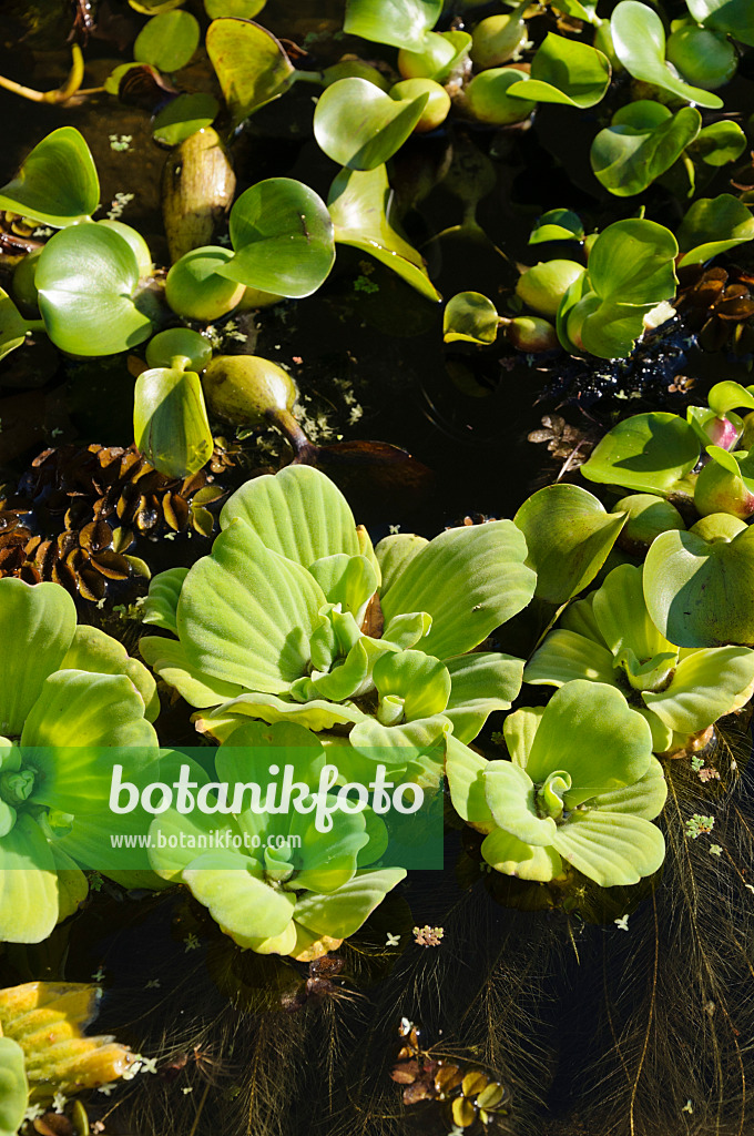 488122 - Laitue d'eau (Pistia stratiotes) et jacinthe d'eau (Eichhornia crassipes)