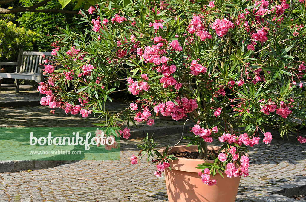 522103 - Laurier rose (Nerium oleander)