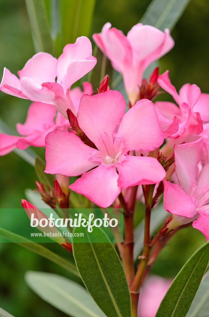 534089 - Laurier rose (Nerium oleander)