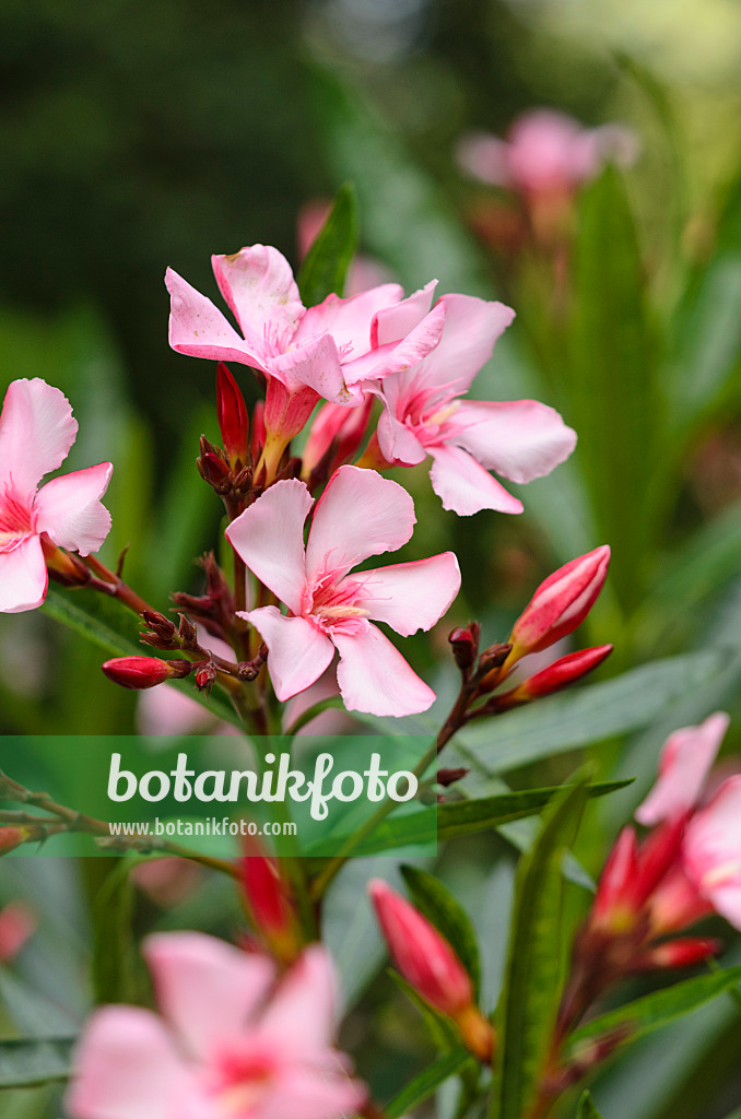 534195 - Laurier rose (Nerium oleander)