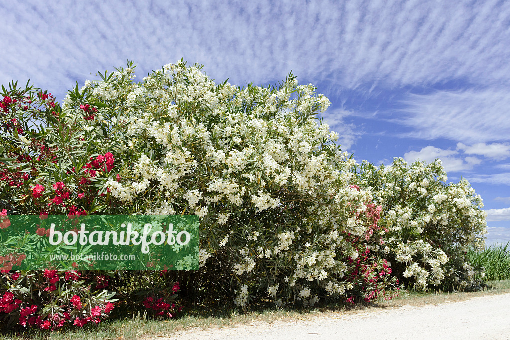 557093 - Laurier rose (Nerium oleander)