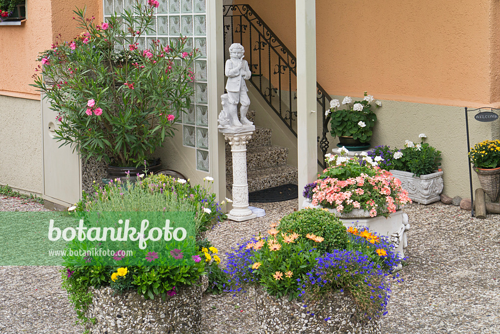 535008 - Laurier rose (Nerium oleander), lavandes (Lavandula), ostéospermes (Osteospermum) et lobélies (Lobelia) à l'entrée d'une maison