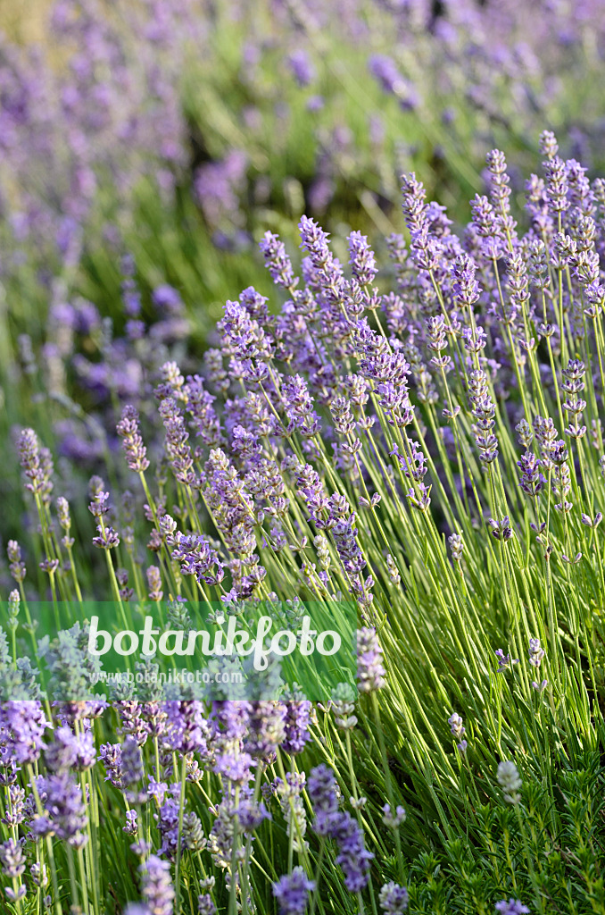 497280 - Lavande vrai (Lavandula angustifolia)