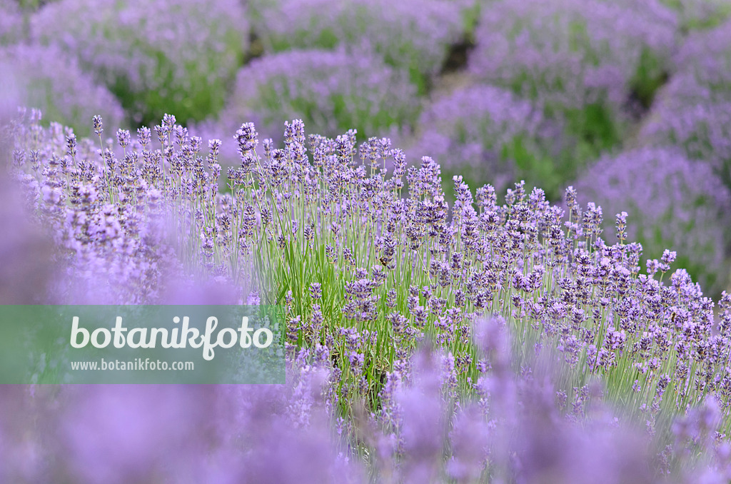 534101 - Lavande vrai (Lavandula angustifolia)