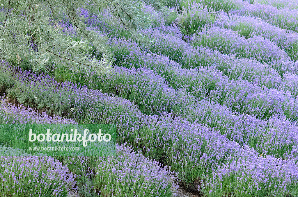 534106 - Lavande vrai (Lavandula angustifolia)