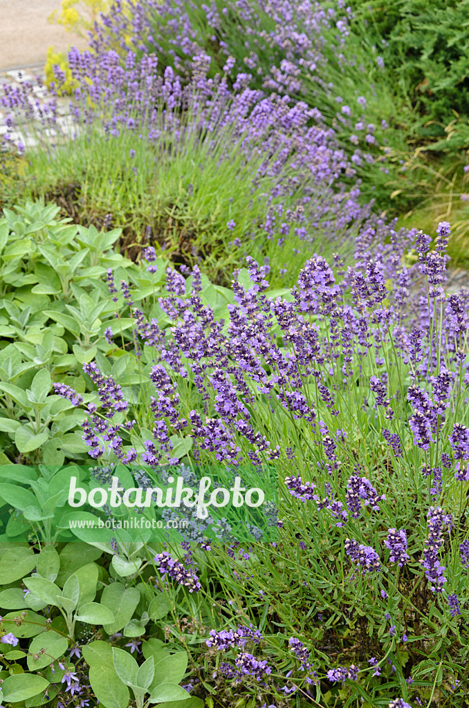 534162 - Lavande vrai (Lavandula angustifolia)