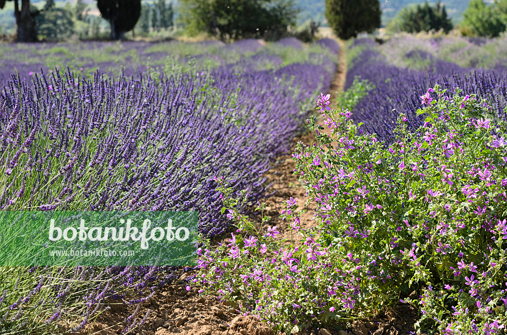 557165 - Lavandin (Lavandula x intermedia) et mauve (Malva), Provence, France