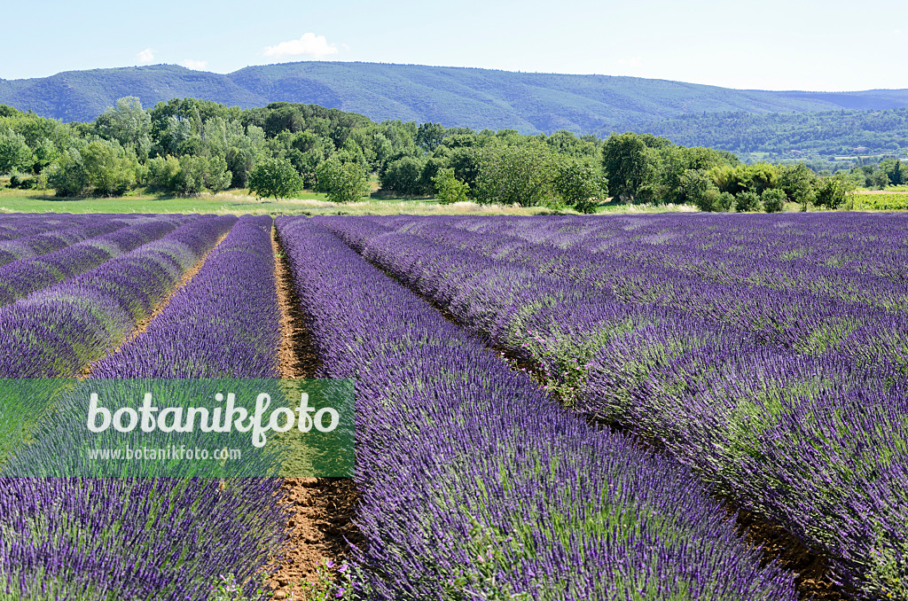 557174 - Lavandin (Lavandula x intermedia), Provence, France