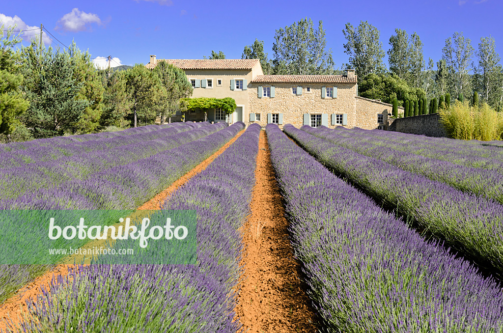 557177 - Lavandin (Lavandula x intermedia), Provence, France