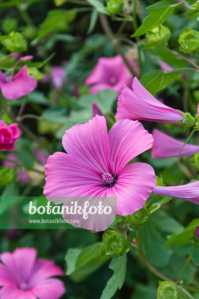 511128 - Lavatère à grandes fleurs (Lavatera trimestris 'Mont Rose')