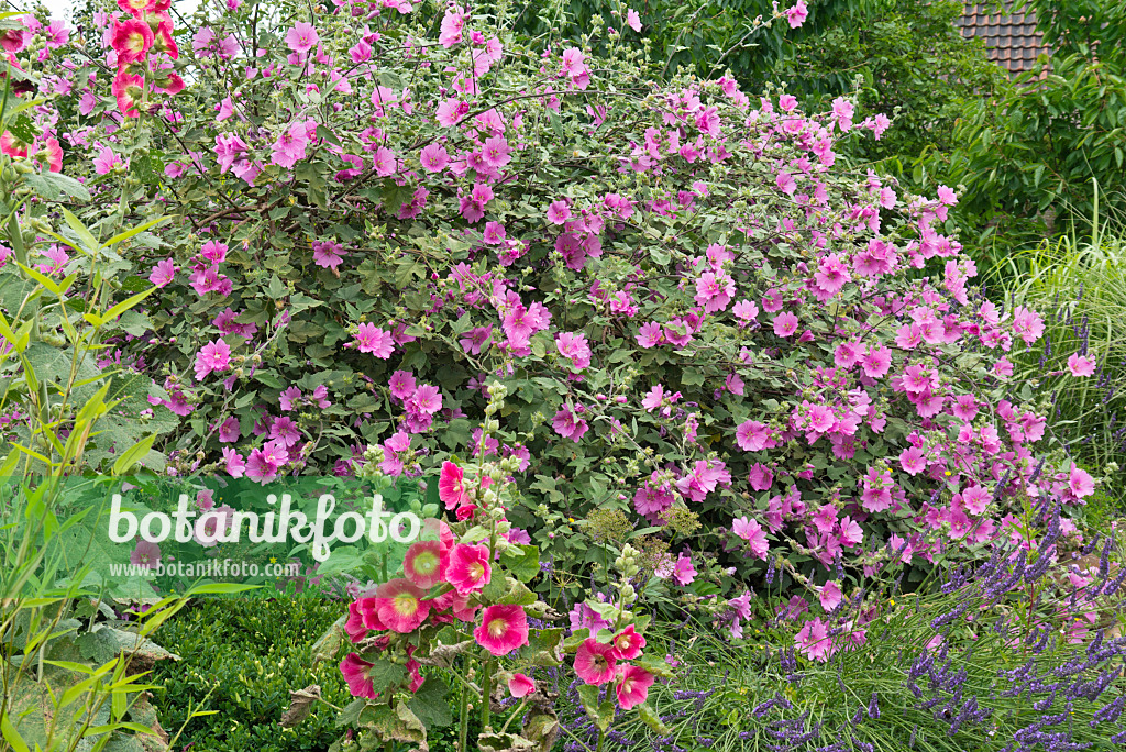 546040 - Lavatère d'Hyères (Lavatera olbia 'Rosea'), passerose (Alcea rosea) et lavande vrai (Lavandula angustifolia)