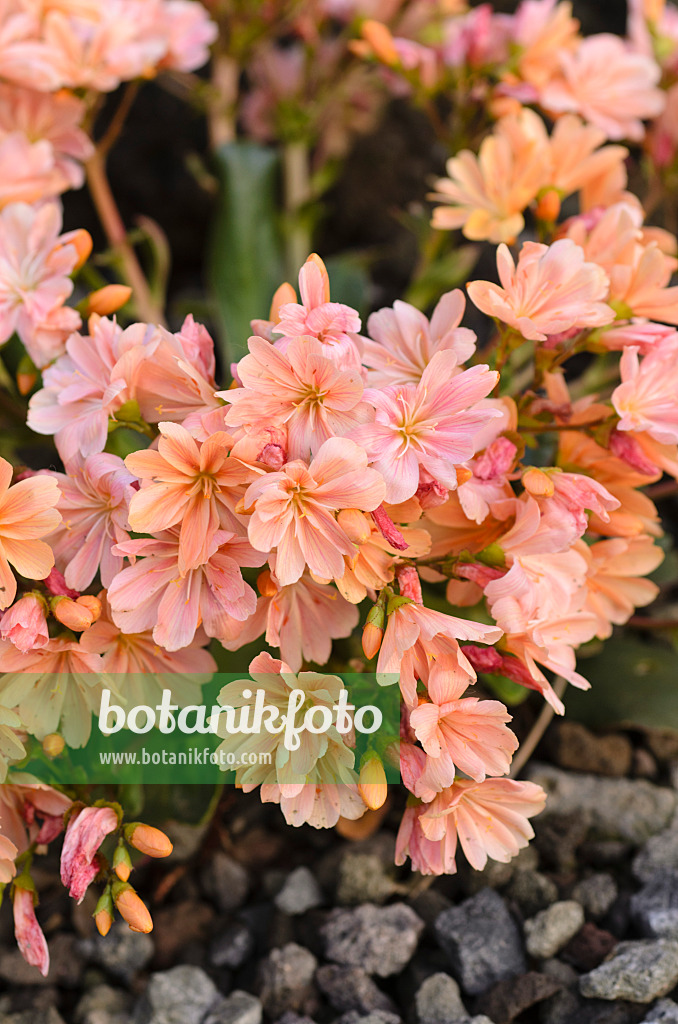 496109 - Lewisia des montagnes (Lewisia cotyledon)