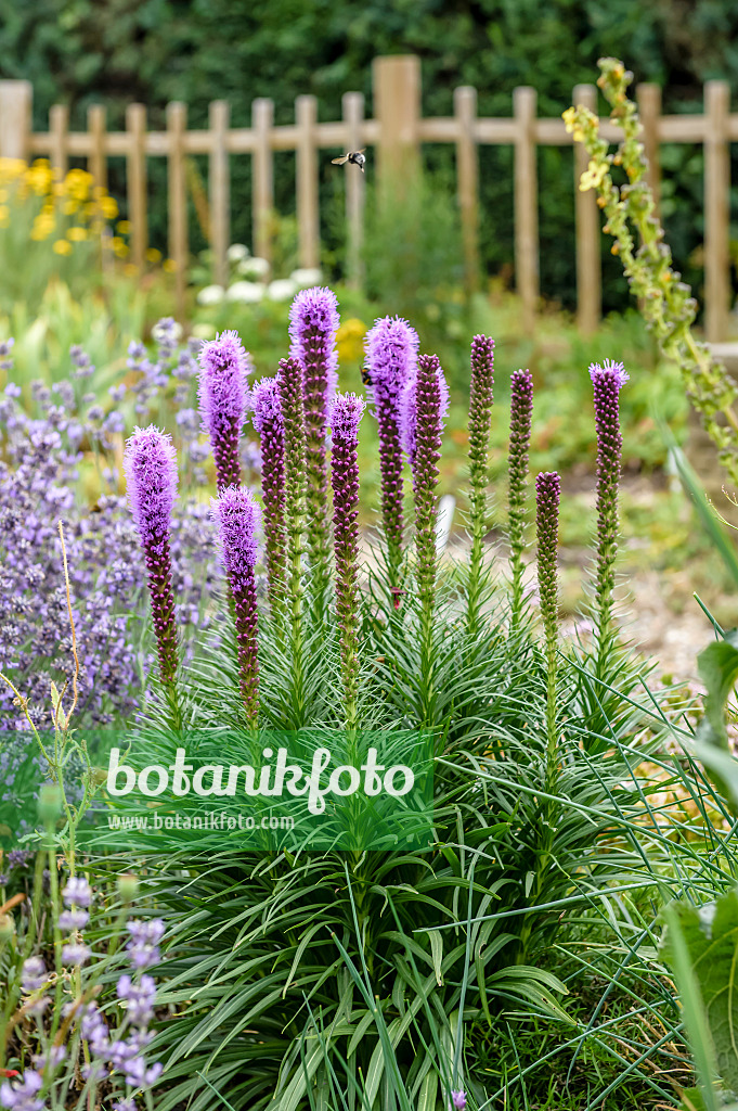 593116 - Liatride à épis (Liatris spicata)