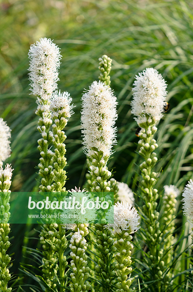 570113 - Liatride à épis (Liatris spicata 'Floristan White')