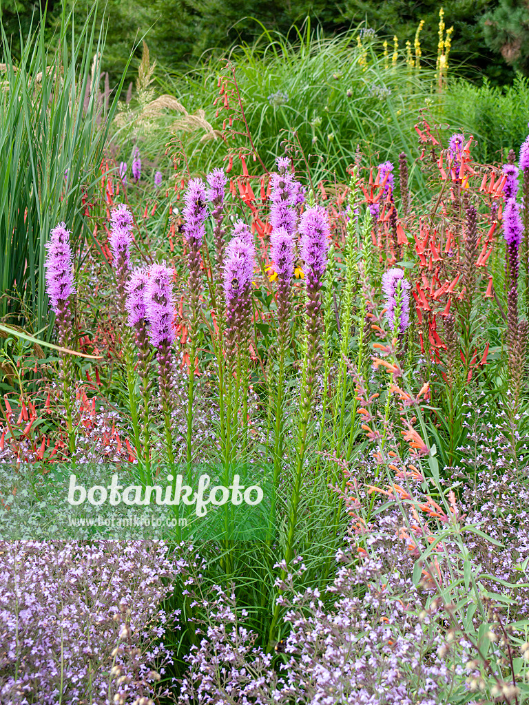 462135 - Liatride à épis (Liatris spicata) et fuchsia du Cap (Phygelius capensis)