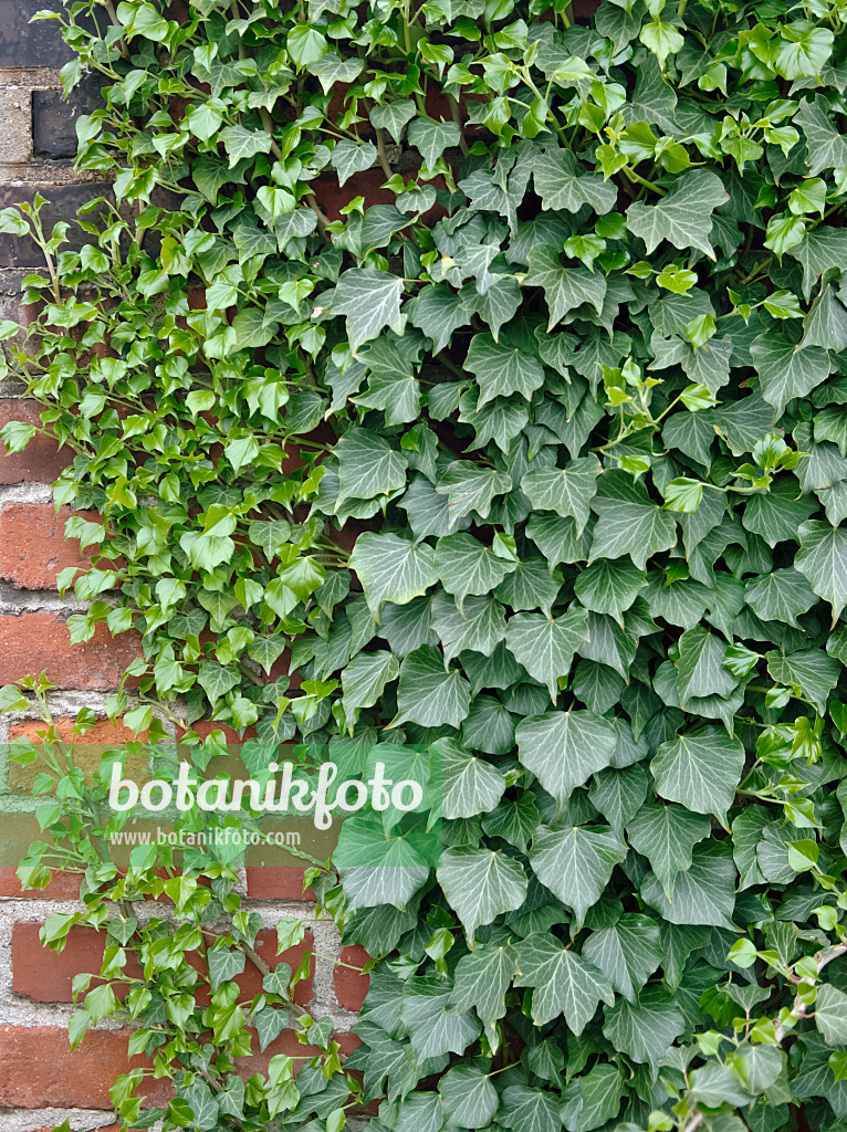 490072 - Lierre grimpant (Hedera helix 'Hibernica')