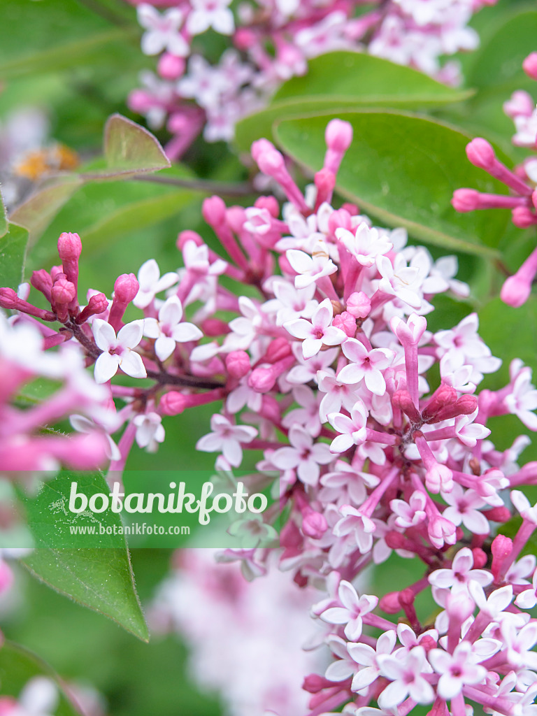 437368 - Lilas à petites feuilles (Syringa microphylla 'Superba')