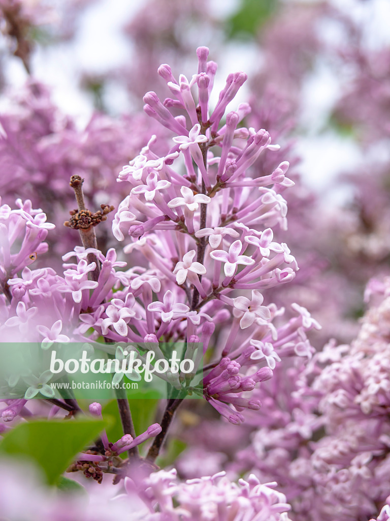 437395 - Lilas à petites feuilles (Syringa microphylla 'José')