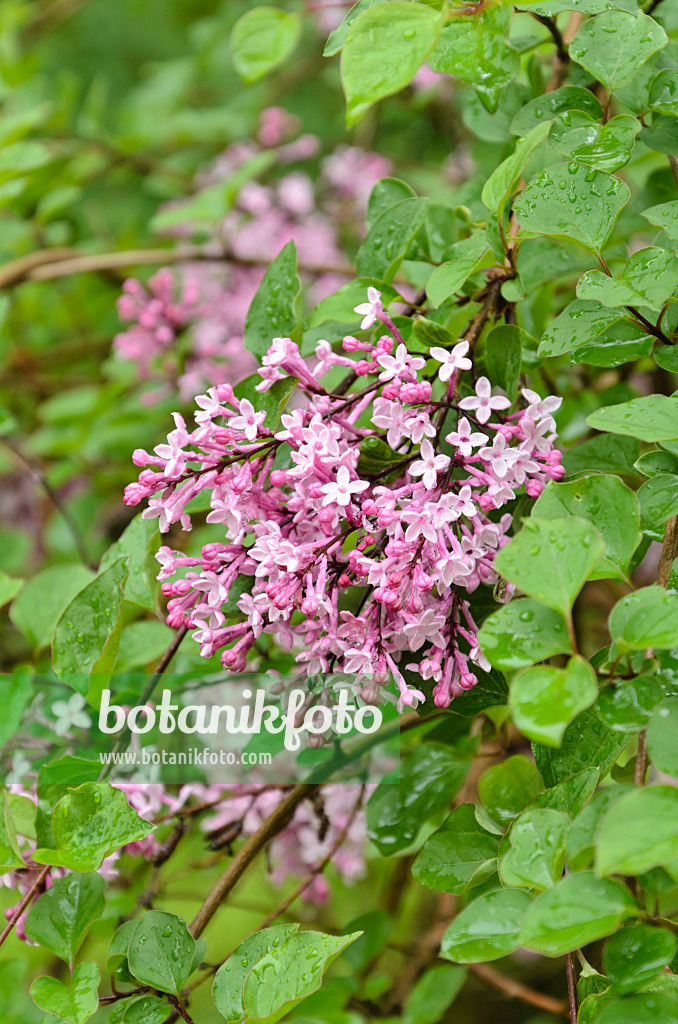 508065 - Lilas à petites feuilles (Syringa microphylla)