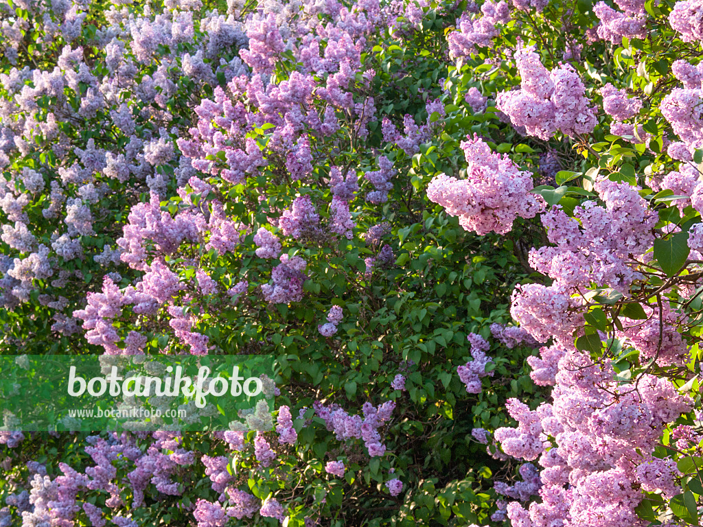 413005 - Lilas commun (Syringa vulgaris)