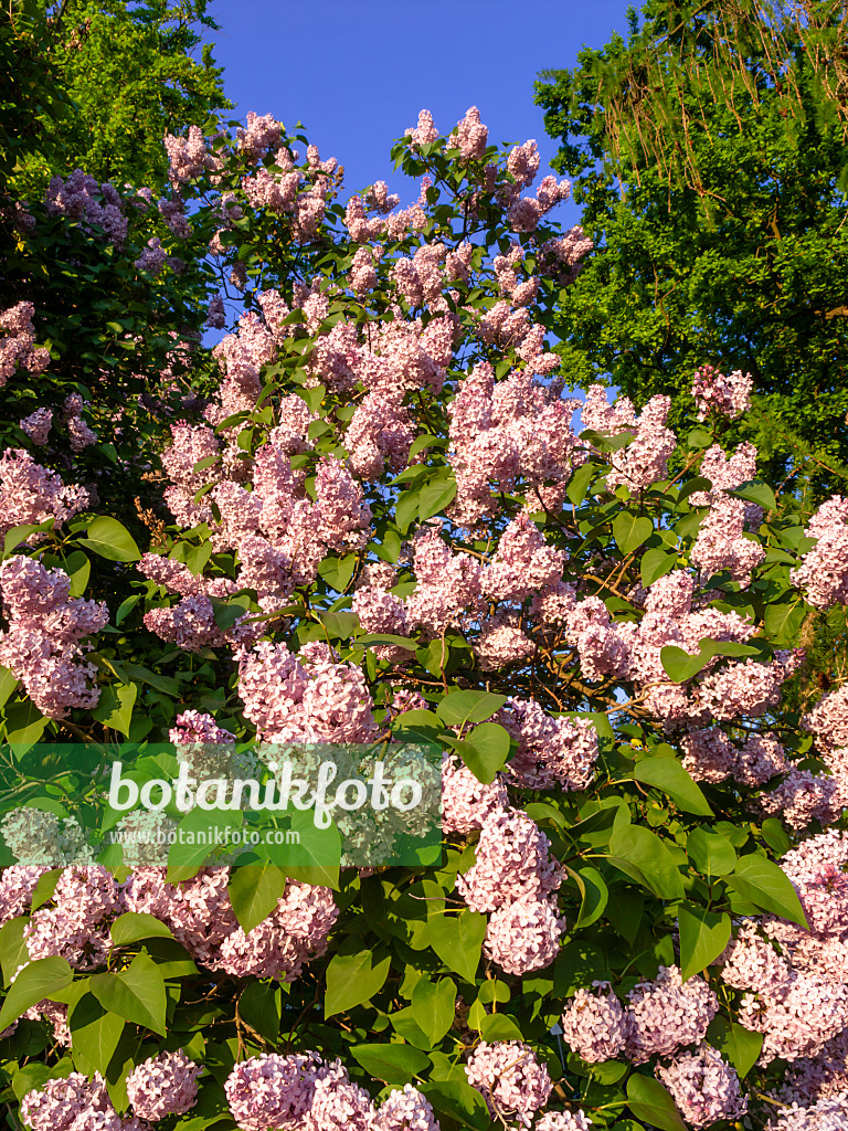 460073 - Lilas commun (Syringa vulgaris)