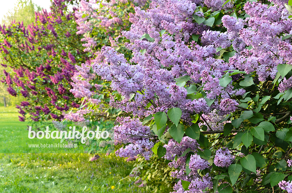 495373 - Lilas commun (Syringa vulgaris)