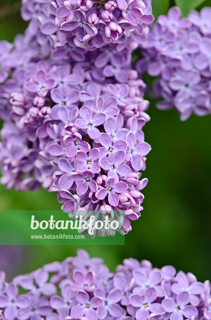 520082 - Lilas commun (Syringa vulgaris)