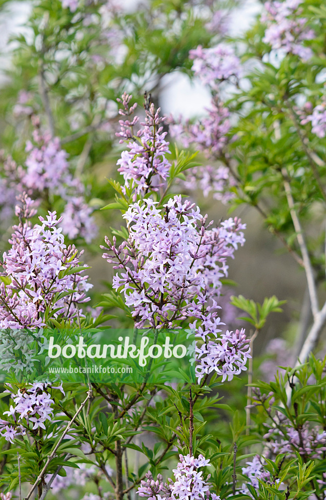 531210 - Lilas d'Afghanistan (Syringa afghanica)