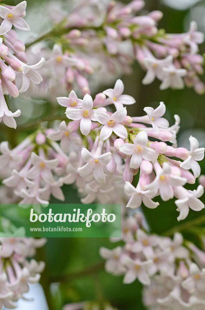 496401 - Lilas de Hongrie (Syringa josikaea)