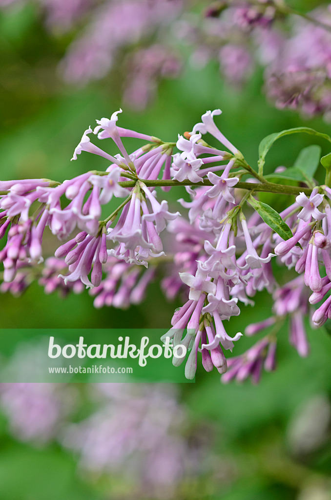 520226 - Lilas de Hongrie (Syringa josikaea)