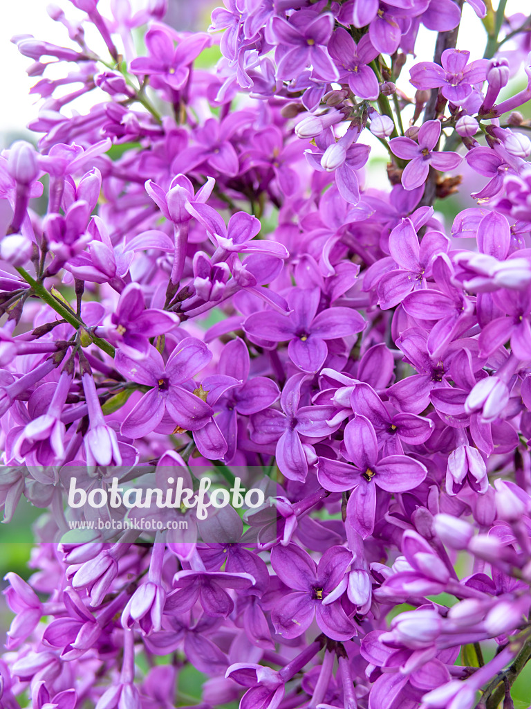 437365 - Lilas de Rouen (Syringa x chinensis)