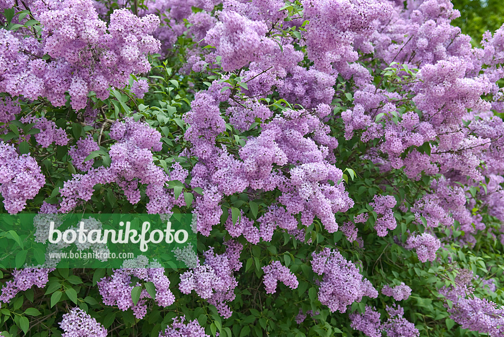 502437 - Lilas de Rouen (Syringa x chinensis)