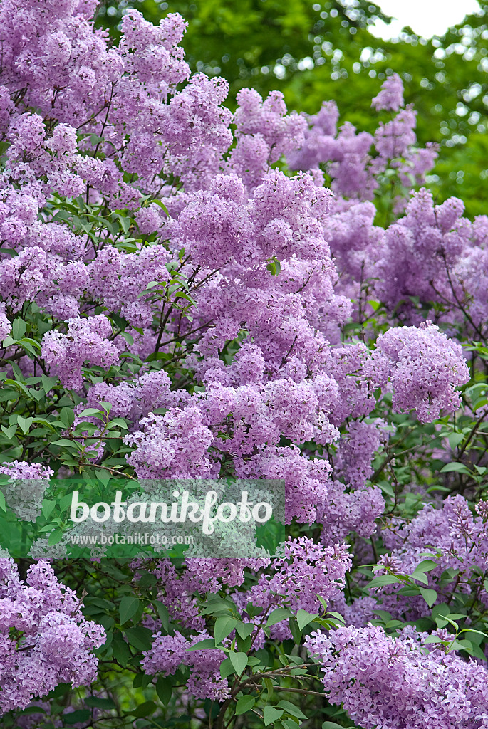 502438 - Lilas de Rouen (Syringa x chinensis)