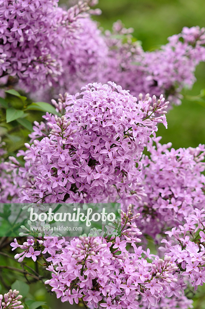 520122 - Lilas de Rouen (Syringa x chinensis)