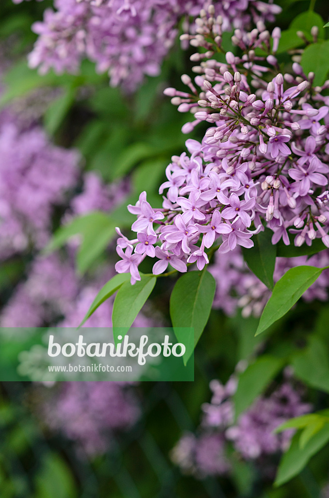 520123 - Lilas de Rouen (Syringa x chinensis)