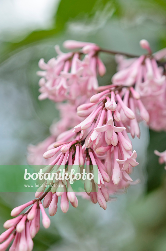 533324 - Lilas (Syringa x josiflexa 'Bellicent')