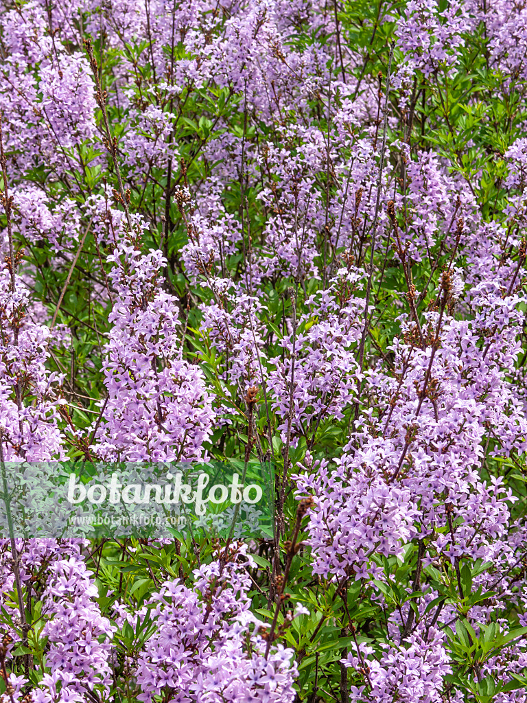 413006 - Lilas (Syringa protolaciniata 'Kabul')